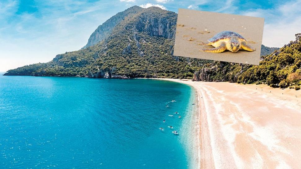 Plajlar g�nd�z tatilcilerin gece caretta caretta'lar�n