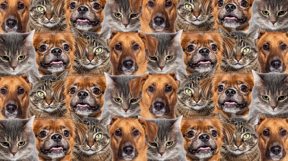 Zeka testi: Çok kedi ve köpek var! Gizli kurt nerede? 650 kişiden 19'u buldu