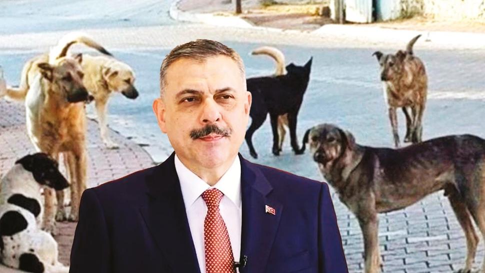 Bakan �ift�i a��klad�! 61 ilde sokak k�pekleri topland�