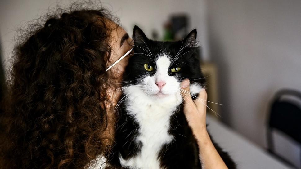 Ekranlar art�k onlar i�in a��l�yor! Kedi ve k�pek videolar� milyonlar� buldu