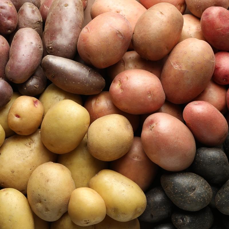 Hangi patates sa�l�kl�? Turuncu mu sar� m�?