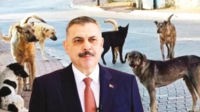 Bakan �ift�i a��klad�! 61 ilde sokak k�pekleri topland�