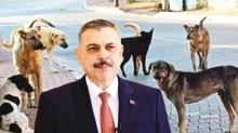 Bakan �ift�i a��klad�! 61 ilde sokak k�pekleri topland�