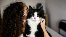 Ekranlar art�k onlar i�in a��l�yor! Kedi ve k�pek videolar� milyonlar� buldu