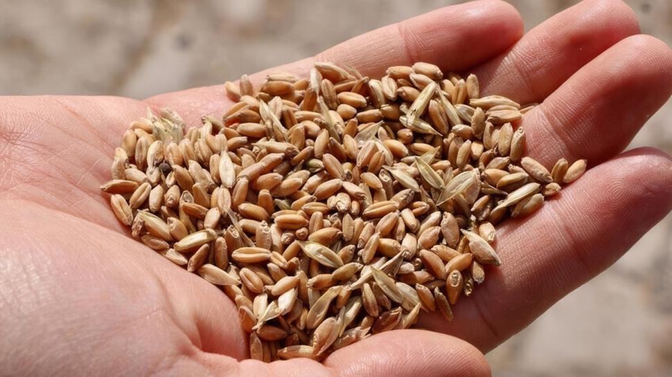 Tarımda milli hamle sürüyor! 39 yeni çeşit tescil aldı