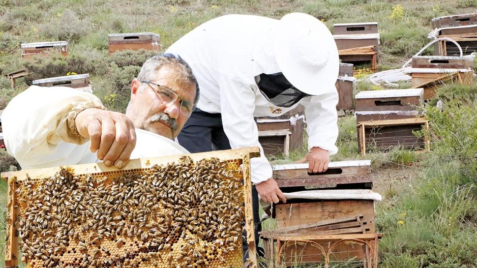 Bozok Yaylas�'nda bal mesaisi ba�lad�