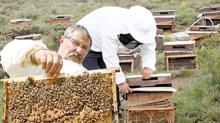 Bozok Yaylas�'nda bal mesaisi ba�lad�