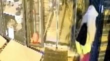 B�yle h�rs�zl�k g�r�lmedi: Peruk tak�p �ort giydi