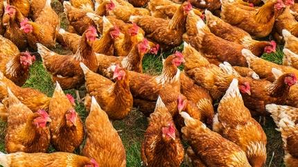 Zeka testi: Tavuklar�n aras�ndaki sakl� �rdek nerede? En zekiler 7 saniyede buluyor