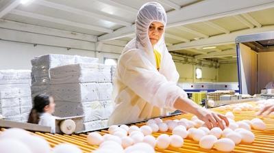İhracat 10 kat büyüdü! Türk yumurtasına Avrupa'dan büyük talep