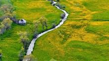 Sadece 20 g�n s�r�yor! T�rkiye'nin sakl� vadisi sar� �i�eklerle kapland�