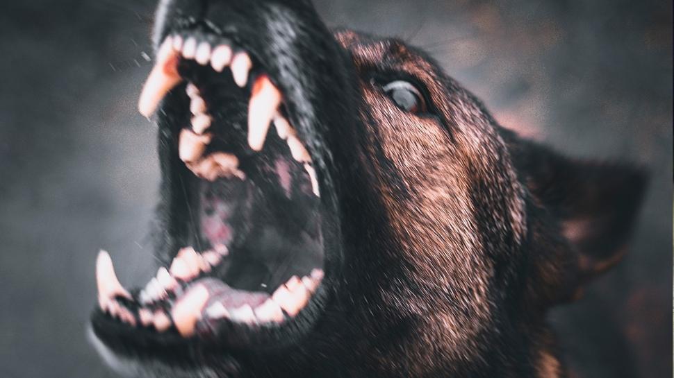 Tarih verildi! Tüm başıboş köpekler toplatılacak