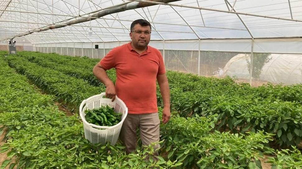 Kilosu 350 TL ama yok satıyor: Manisa'nın tescilli Emcelli biberi neye faydalı?