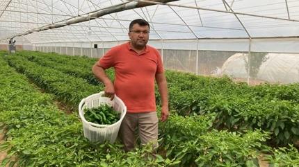 Kilosu 350 TL ama yok sat�yor: Manisa'n�n tescilli Emcelli biberi neye faydal�?
