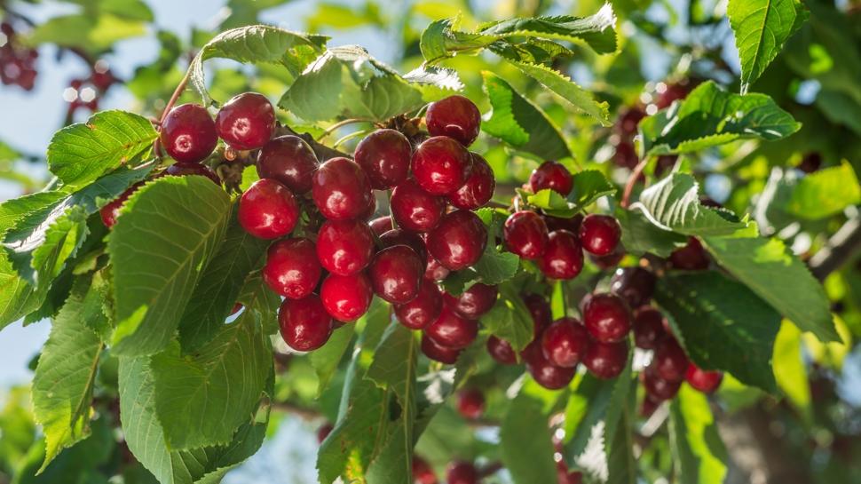 Uyku ilacı gibi yaz meyvesi: Melatonin deposu
