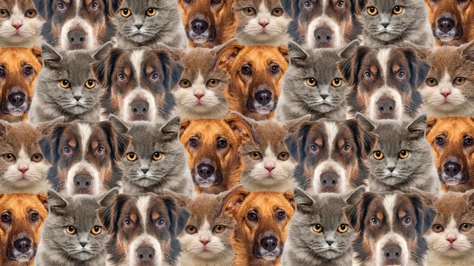 Kedi ve k�peklerin i�indeki civciv nerede? Sadece en zekiler 7 saniyede buluyor