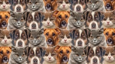 Kedi ve köpeklerin içindeki civciv nerede? Sadece en zekiler 7 saniyede buluyor