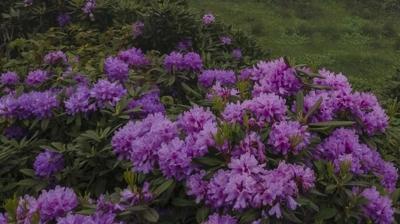 Bakanl�ktan kritik uyar�! Karadeniz'in me�hur bitkisi tehlike sa��yor