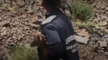 Artvin'de y�rek �s�tan anlar: JAK dalg��lar� mahsur kalan yavru ke�iyi kurtard�