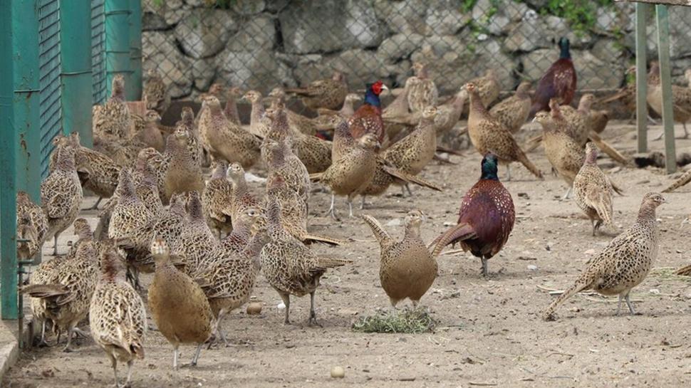 Kene ve kahverengi kokarcaya doğal çözüm: Doğaya salınacaklar