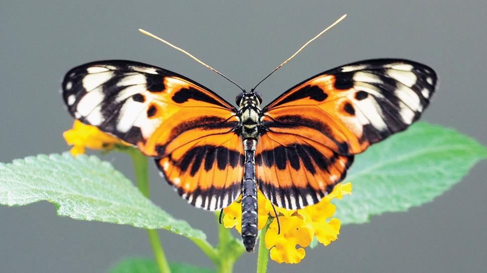 Polenle besleniyorlar! En uzun ya�ayan Heliconius