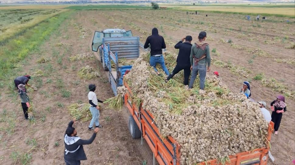 İspanya ve Rusya sıraya girdi... Aksaray'ın “doğal antibiyotiği” dünyayı sardı