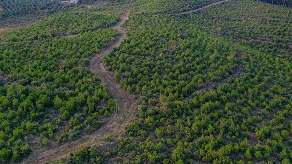 Valilikten yangın tedbiri kararı... Bursa'da ormanlara giriş yasaklandı