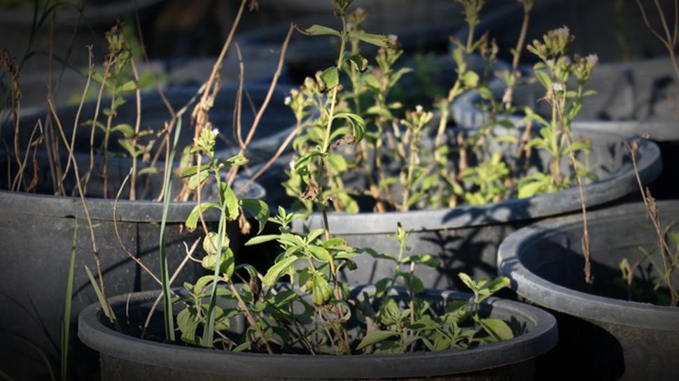 Altın Tohumlar'da Stevia konuşuldu: Ekildiği yıl kazandırmaya başlıyor