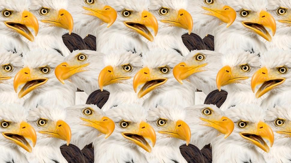 Dikkatliler belli oluyor: Kartallar�n i�indeki kedi nerede? 500 ki�iden 17'si 9 saniyede buldu