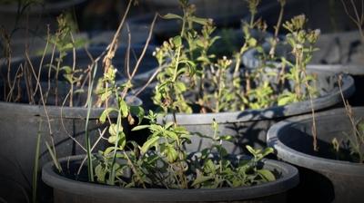 Alt�n Tohumlar'da Stevia konu�uldu: Ekildi�i y�l kazand�rmaya ba�l�yor