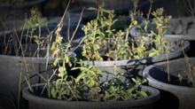 Alt�n Tohumlar'da Stevia konu�uldu: Ekildi�i y�l kazand�rmaya ba�l�yor