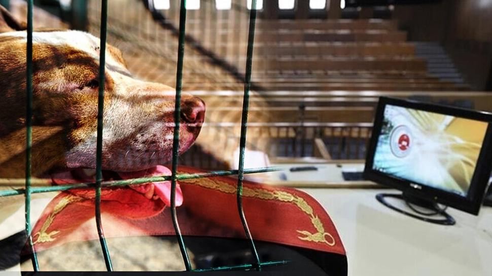 Mahkemeden emsal karar: Asiye'yi yaralayan Pitbull silah sayıldı