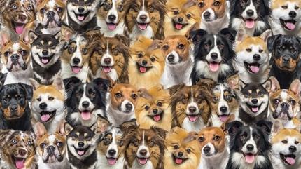 Zeka testi: Gizli yavru kedi nerede? 550 ki�i denedi 21'i ba�ar�l� oldu