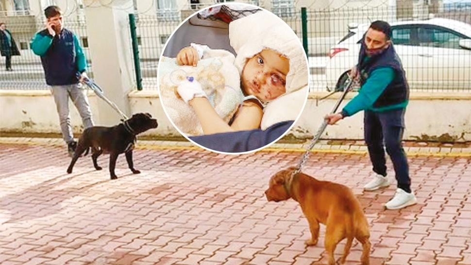 Asiye'yi yaralayan pitbull'lar silah say�ld�
