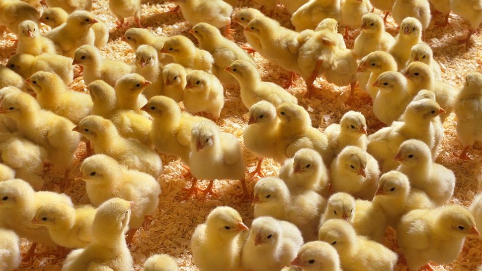 Civcivlerin içindeki minik kedi nerede? 7 saniyede 650 kişiden 21'i başarılı oldu