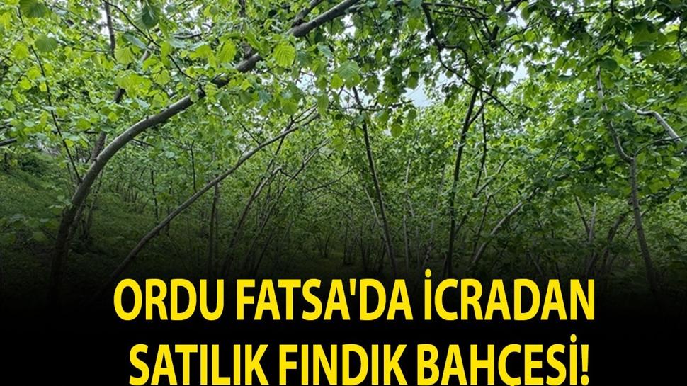 Ordu Fatsa'da icradan satılık fındık bahçesi!