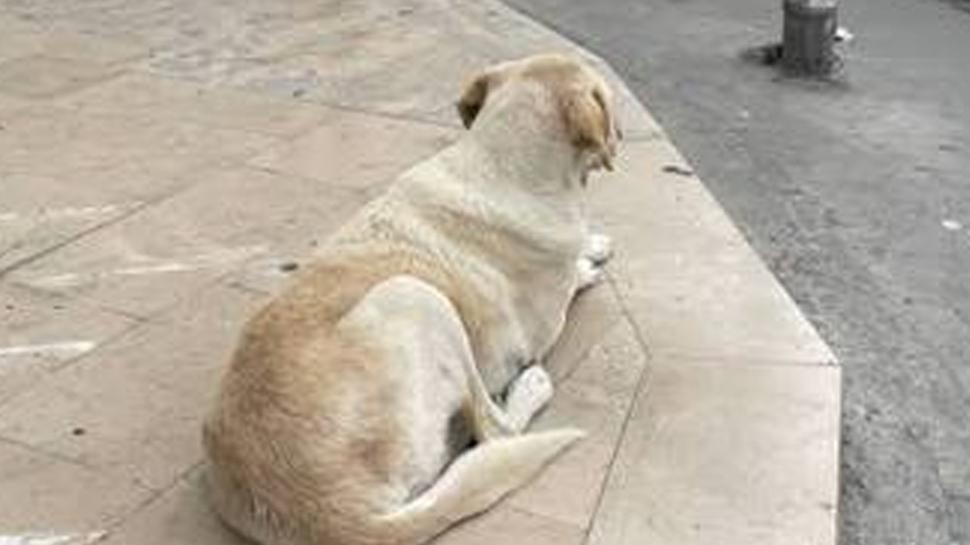 Şanlıurfa'da sahipsiz köpek dehşeti! Bakanlık müfettiş görevlendirdi
