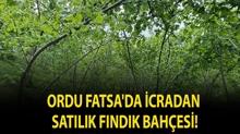 Ordu Fatsa'da icradan sat�l�k f�nd�k bah�esi!