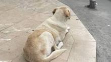 �anl�urfa'da sahipsiz k�pek deh�eti! Bakanl�k m�fetti� g�revlendirdi