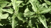 Do�an�n dikenli �ifas�: Is�rgan otu neye iyi gelir?