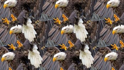 Zeka testi: �ok kartal var! Sakl� bayku� nerede? 550 ki�iden 15'i 7 saniyede buldu