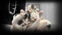 Temizlik i��ileri katliam� �nledi: ��p konteynerinden gelen sesler mucizeyi getirdi