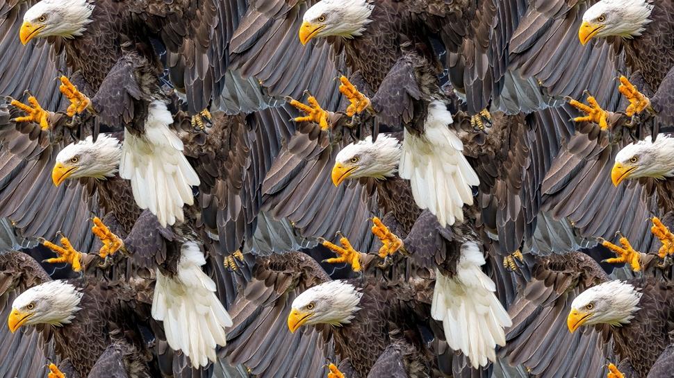 Zeka testi: �ok kartal var! Sakl� bayku� nerede? 550 ki�iden 15'i 7 saniyede buldu