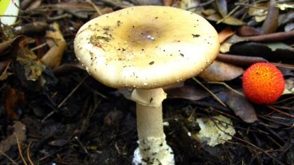 30 y�ld�r toplad��� mantar sonu oluyordu: Yo�un bak�ma kald�r�ld�