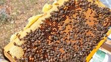 Mideyi rahatlatan Malatya keven bal�nda b�y�k m�jde: Tam 65 ton bekleniyor!