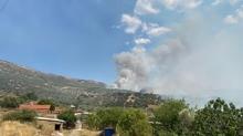 Ayd�n'da zeytinlik ve otluk alanda yang�n ��kt�