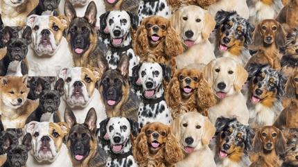 Zeka testi: K�peklerin i�indeki sevimli kedi nerede? 900 ki�iden 21'i 10 saniyede ba�ar�l� oldu