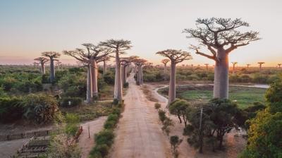 Afrika'n�n Hint Okyanusu'ndaki hazinesi: Madagaskar