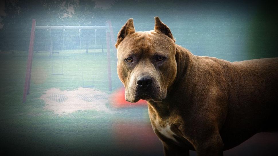 Tayland'da evcil köpek eve el bombası getirdi