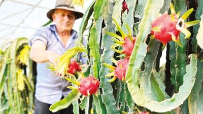 Tropikal meyvelerin �ekim merkezi Alanya